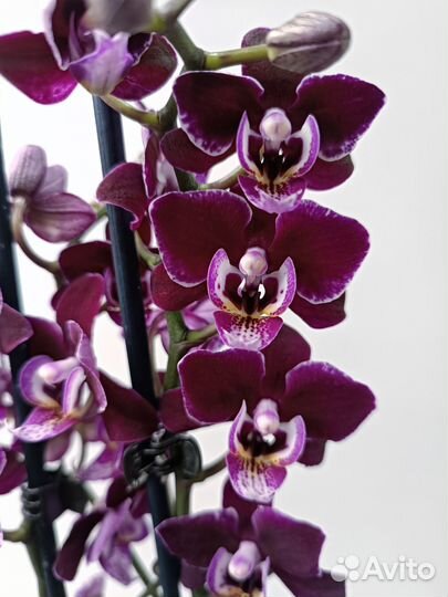 Орхидея мультифлора