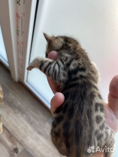 Продаются бенгальские котята