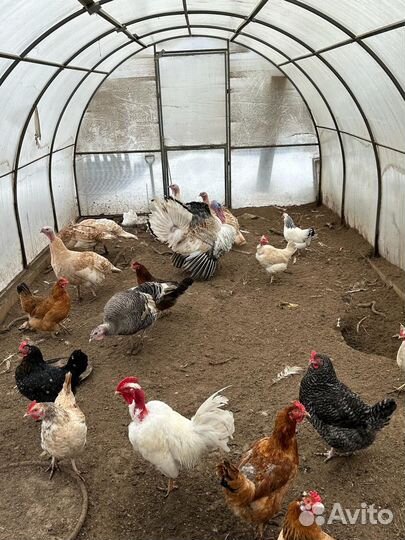 Индюшиное яйцо