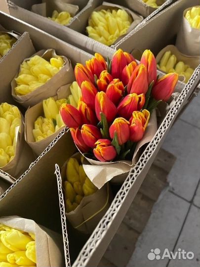 Продажа тюльпанов
