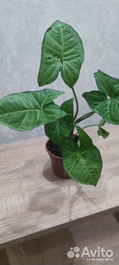 Сингониумы сортовые