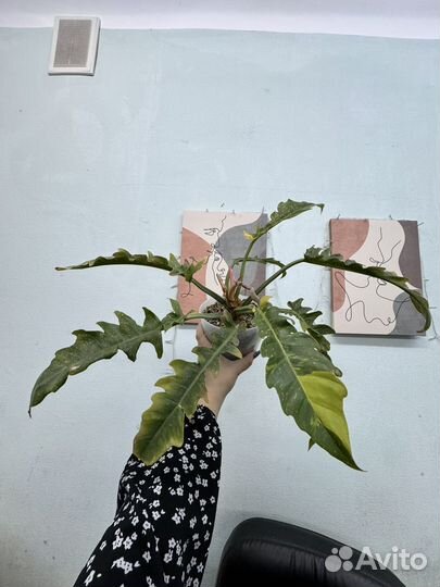 Филодендроны