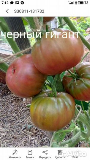 Семена сортовых томатов