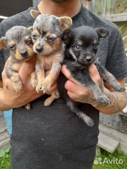 Щенки той-терьера