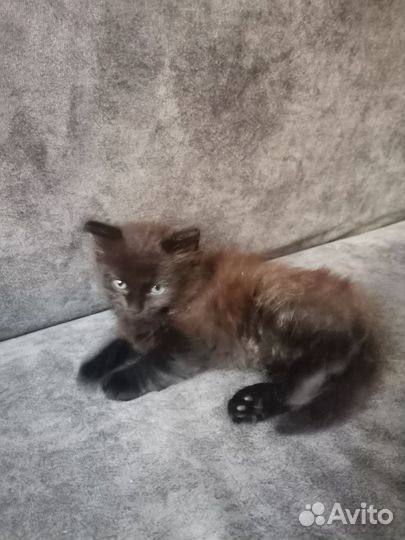 Кошечка в добрые руки