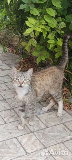 Кошки в добрые руки