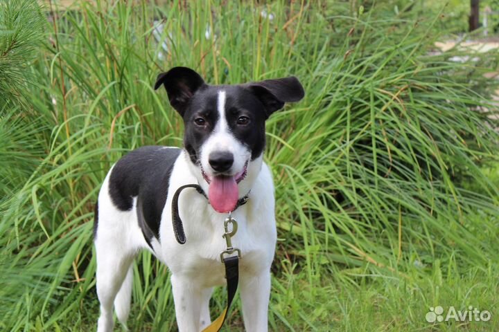 Собака Эльза в добрые руки