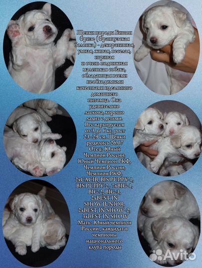 Щенки Бишон Фризе