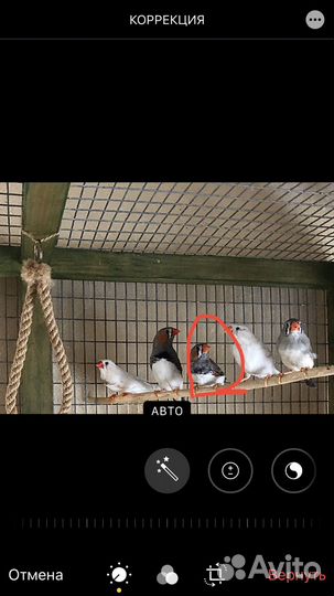 Самец амадина