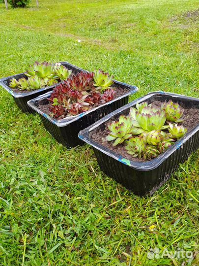 Суккуленты уличные