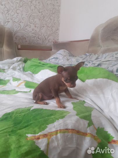 Мини той-терьер