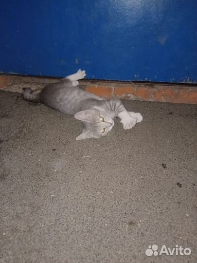 Маленький котёнок - девочка в добрые руки