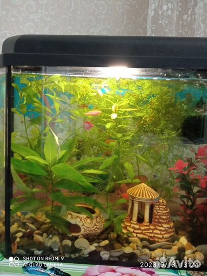 Аквариум 25 литров со всем содержимым