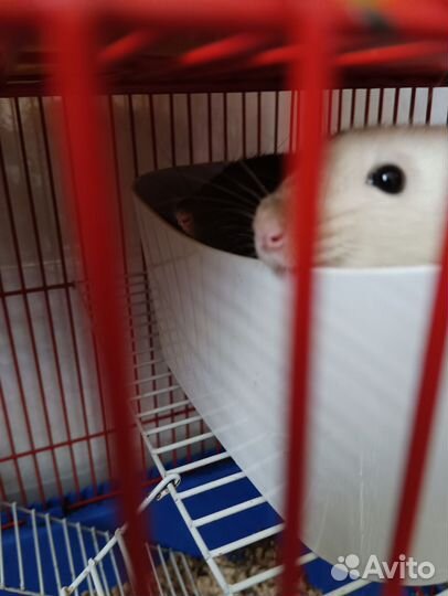 Крысы Дамбо