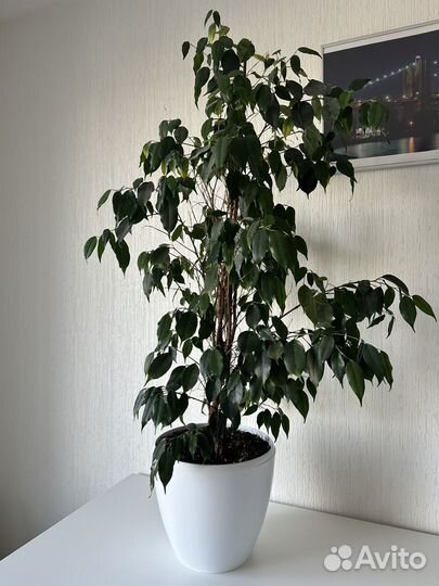 Фикус бенджамина большой