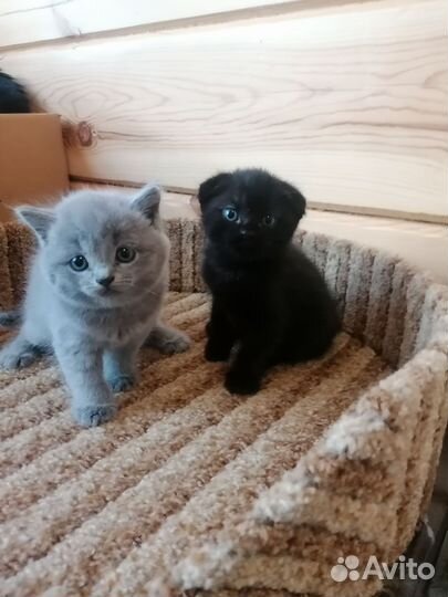 Шотландские котята