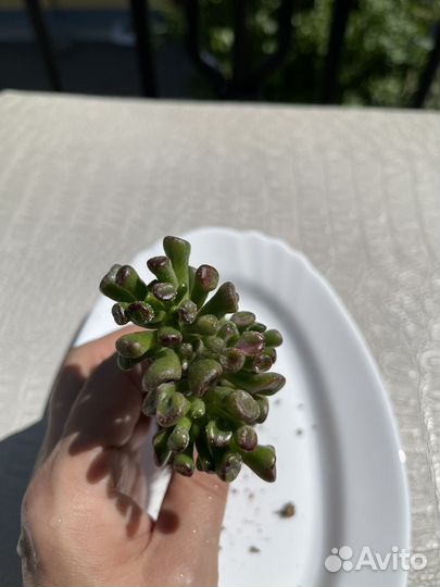 Крассула голлум вариегатная(белая вар.)