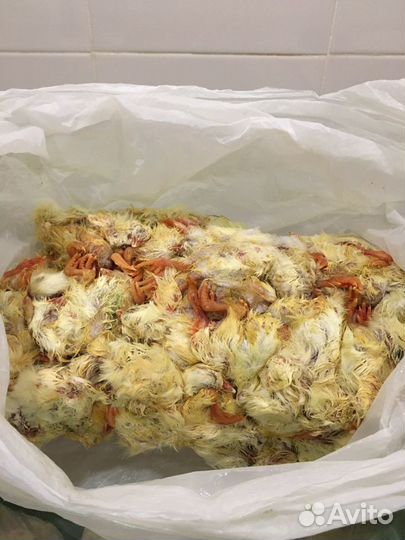 Цыплята суточные замороженные