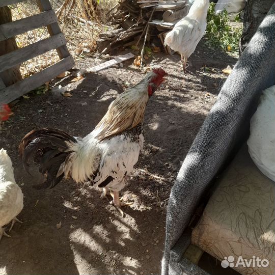 Молодые петушки