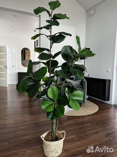 Искусственное дерево Фикус Лирата