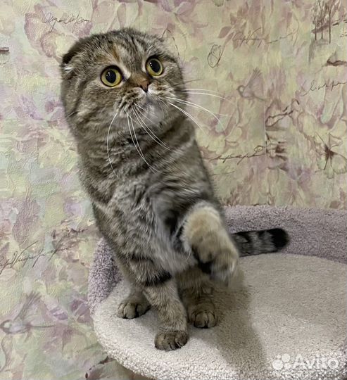 Кошечки ищут дом