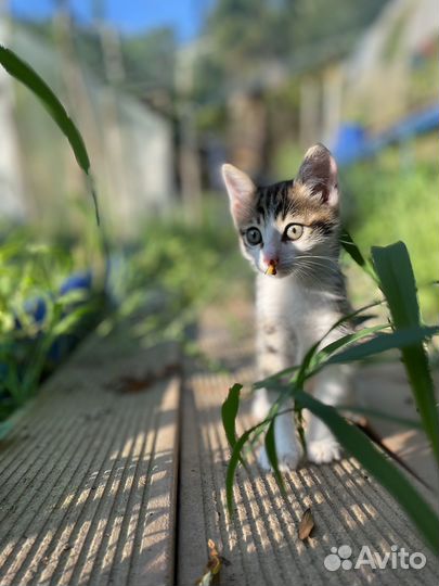 Котята в добрые руки бесплатно