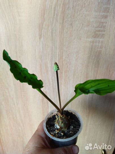 Дримиопсис