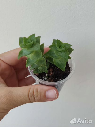 Суккуленты