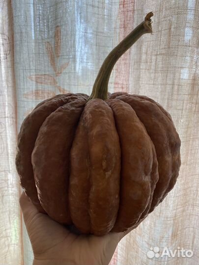 Тыква Когику семена