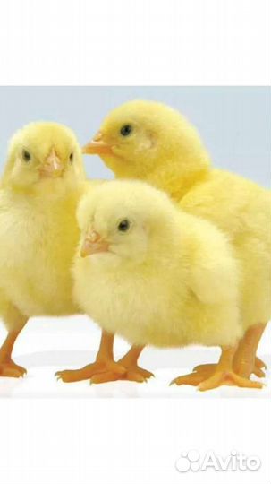 Реализация суточного и подрощенного молодняка