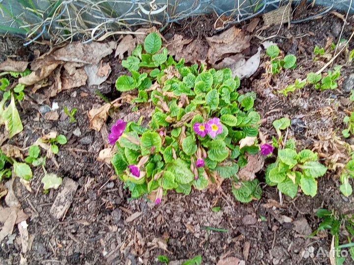 Примула простая