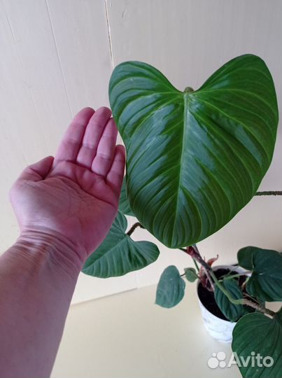Филодендрон