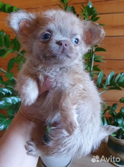 Эксклюзивный малыш