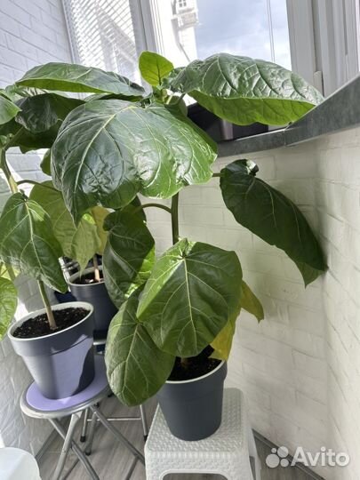 Рассада томарилло