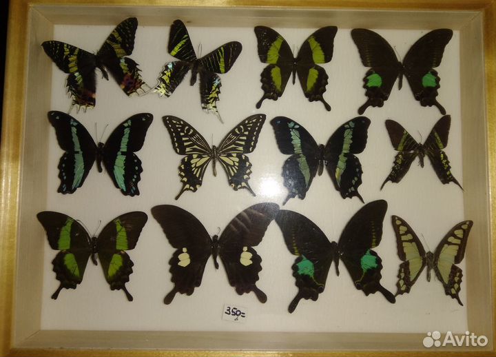 Бабочки для коллекции сухие