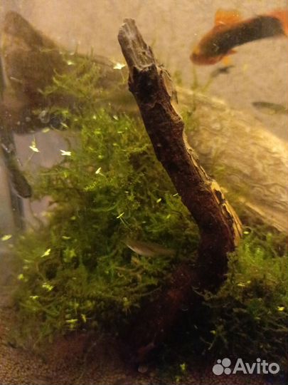 Яванский мох