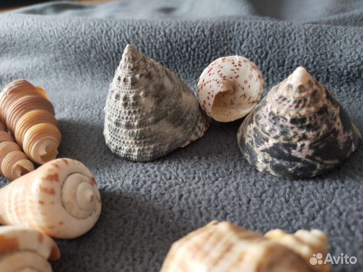 Ракушки,раковины моллюсков разные,колье из молюско