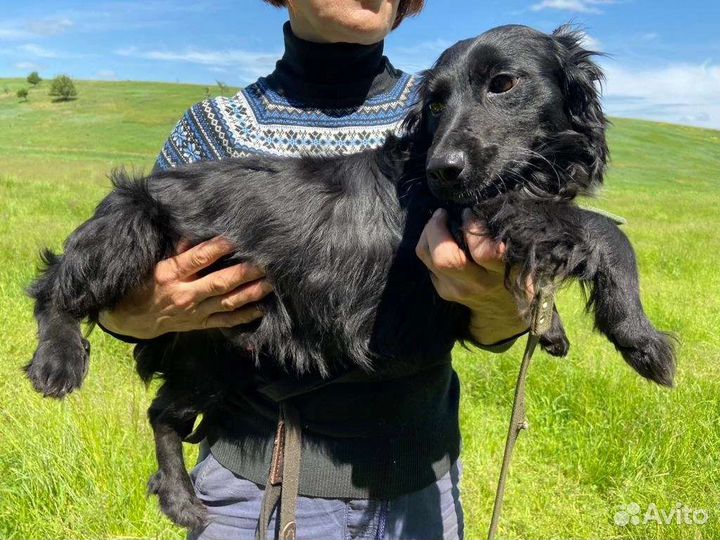 Небольшая собачка ищет дом