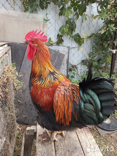 Молодые петухи