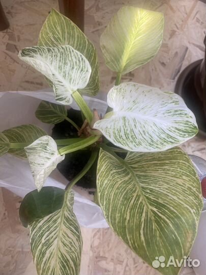 Филодендрон биркин