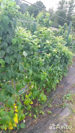 Саженцы малинового дерева Таруса. Патриция, Зюгана