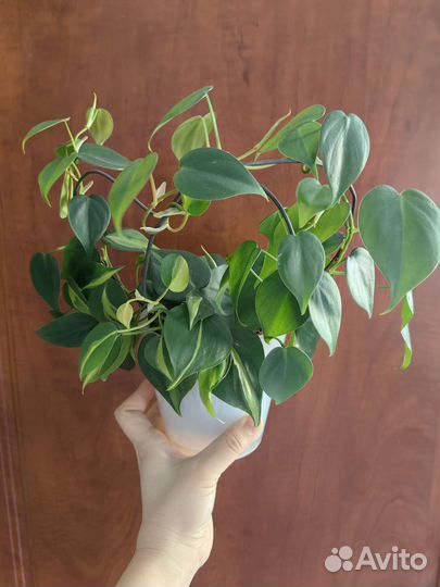 Филодендрон