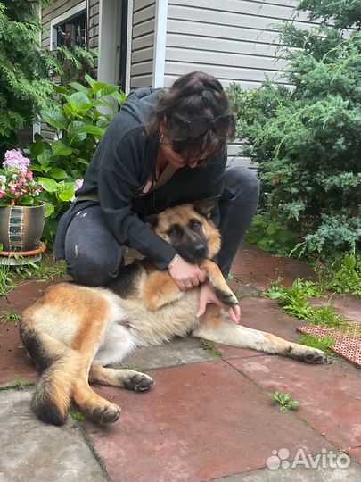 Зооняня.Посещение кошки/выгул собаки