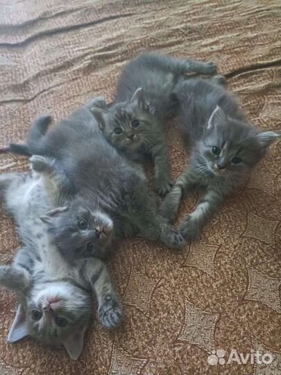 Отдам бесплатно животные