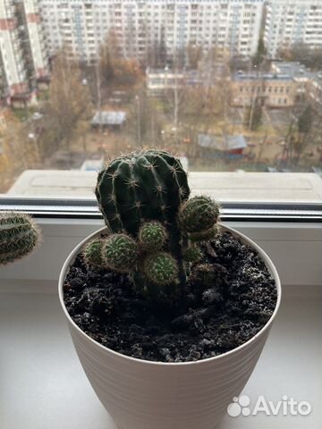 Кактус