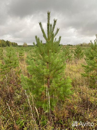 Ель сосна береза липа клен саженцы крупномер зкс