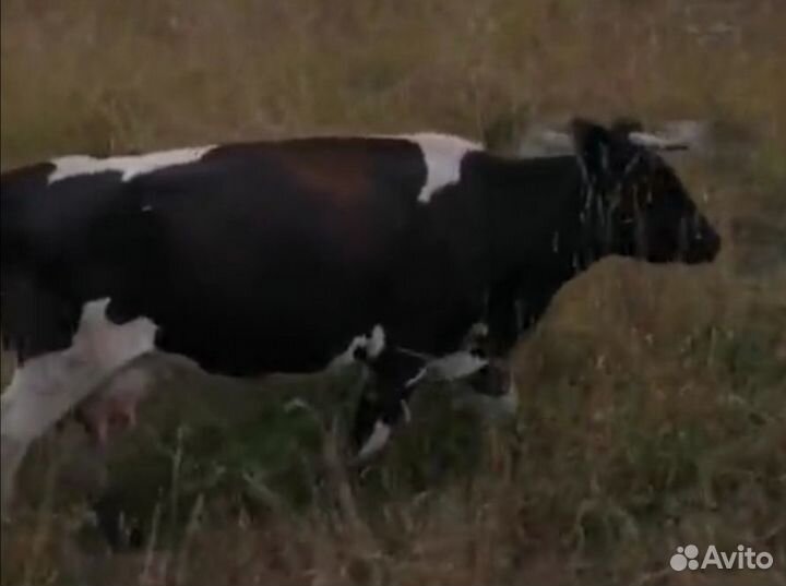 Корова дойная