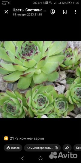 Роза каменная или молодило