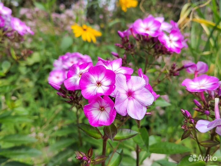 Флоксы сортовые подмосковные