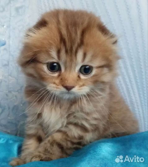 Кошки шотландцы